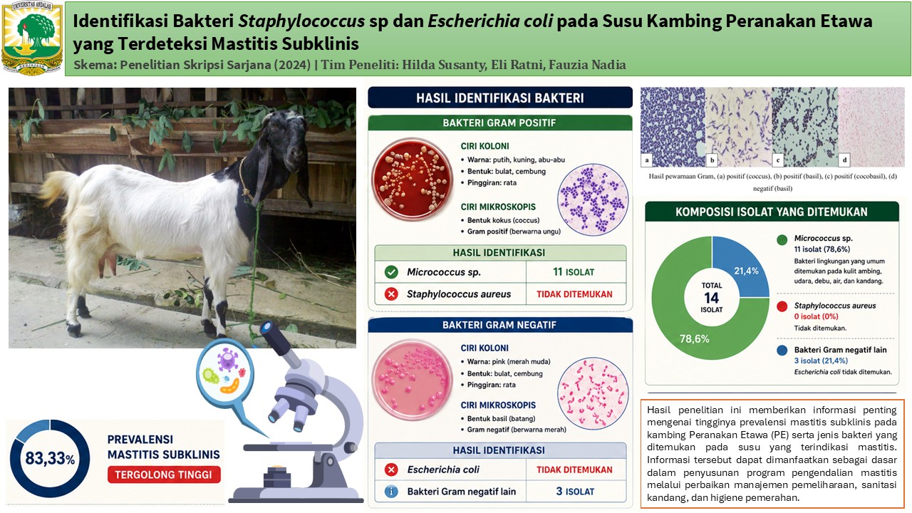Identifikasi Bakteri Staphylococcus sp dan Escherichia Coli pada Susu Kambing Peranakan Etawa yang Terdeteksi Mastitis Subklinis 